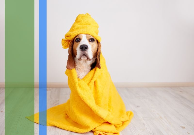 A dog after a bath wrapped in towels